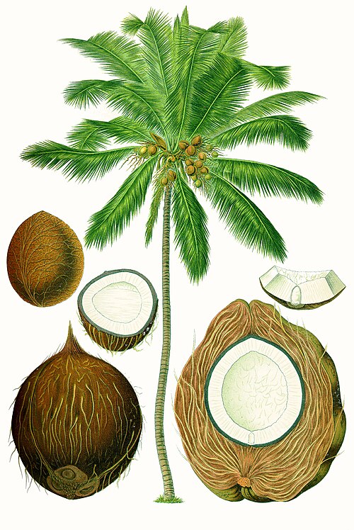 Cocos nucifera